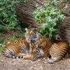 berlinzoo20